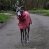 Wasserdichte Hundekleidung Haustier Hundeponcho Regenmantel Große Hunde Regenmantel Haustiere Hunde Zubehör Windjacke Kleidung Produkt Zubehör