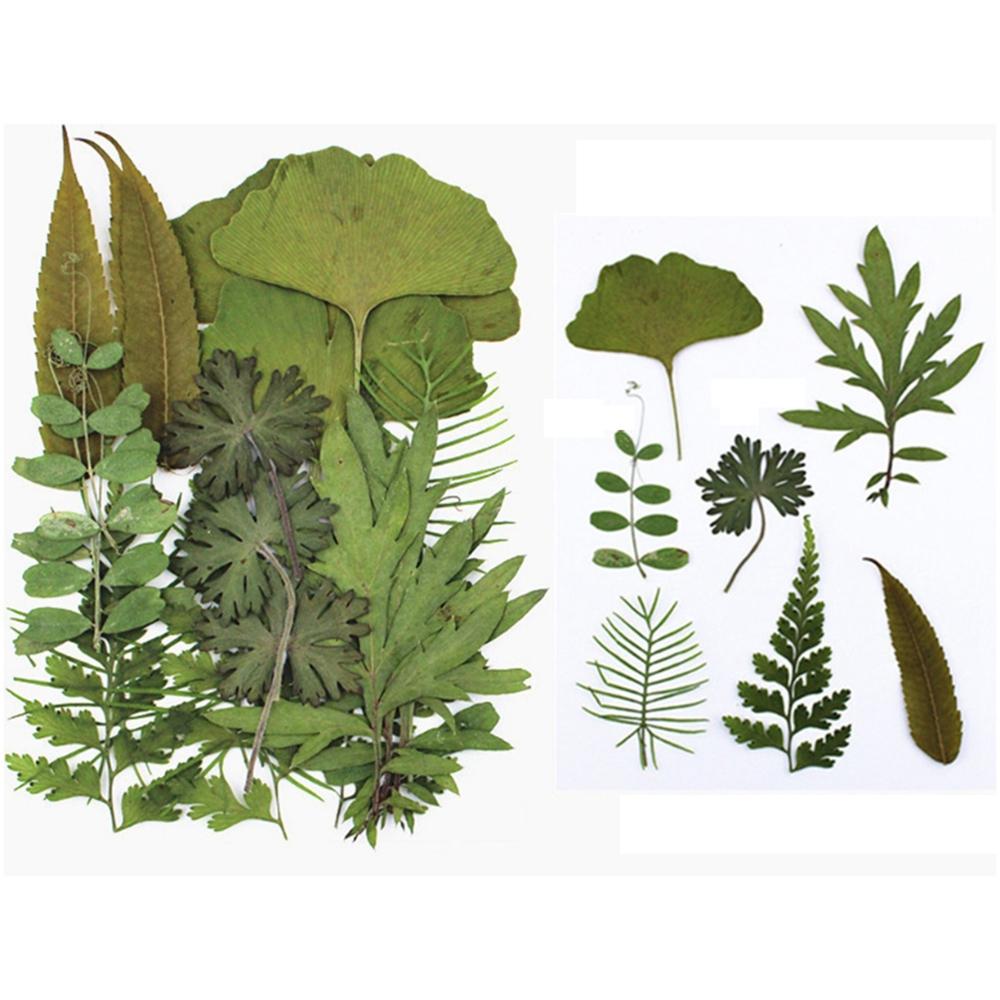 Art Craft Leaf Specimen Resin Accessory Dried Pressed Leaves Dried Flowers Artificial Decorations