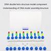 Hands on Double Helix DNA Models Set Organic Chemistry Atoms Models for Organic Chemistry Learning and Biology Teaching