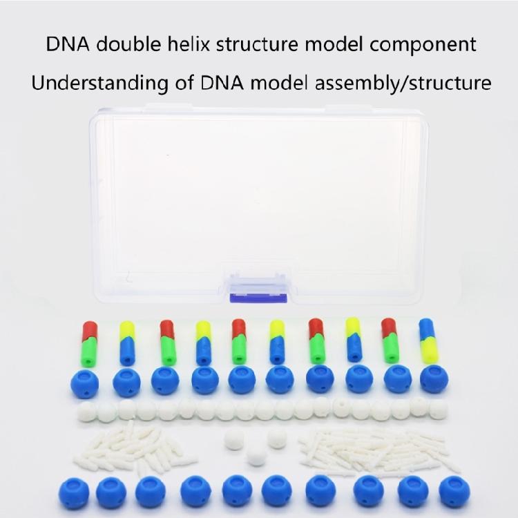 Hands on Double Helix DNA Models Set Organic Chemistry Atoms Models for Organic Chemistry Learning and Biology Teaching