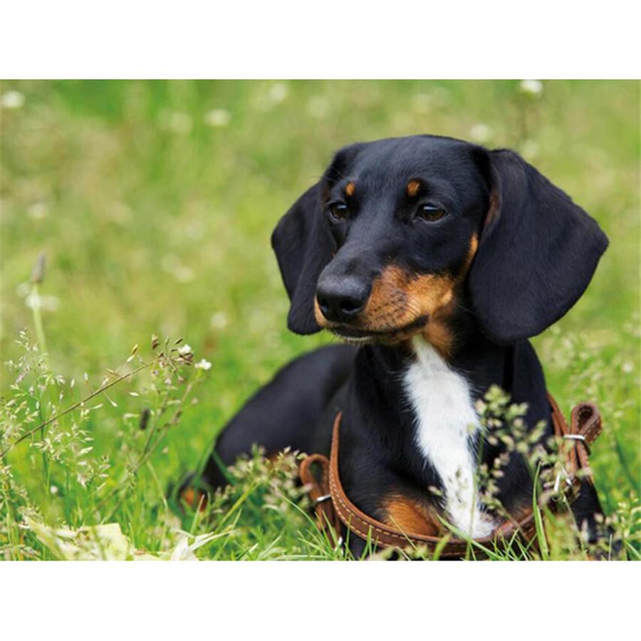 Kompletní 5D kutilské diamantové malování Všechny druhy psů Diamantové vyšívání Sady křížkového stehu Domácí dekorace Ručně vyrobený dárek