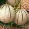 Watermelon Pad Melon And Fruit Planting Tray Garden Agricultural Melon And Fruit -permeable Plastic Stable Bracket Fruit Support Rack