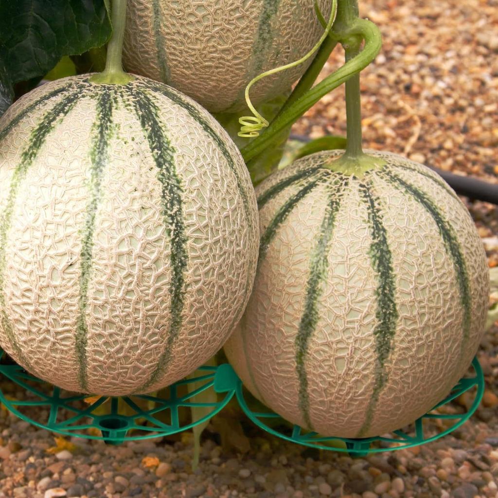 Watermelon Pad Melon And Fruit Planting Tray Garden Agricultural Melon And Fruit -permeable Plastic Stable Bracket Fruit Support Rack