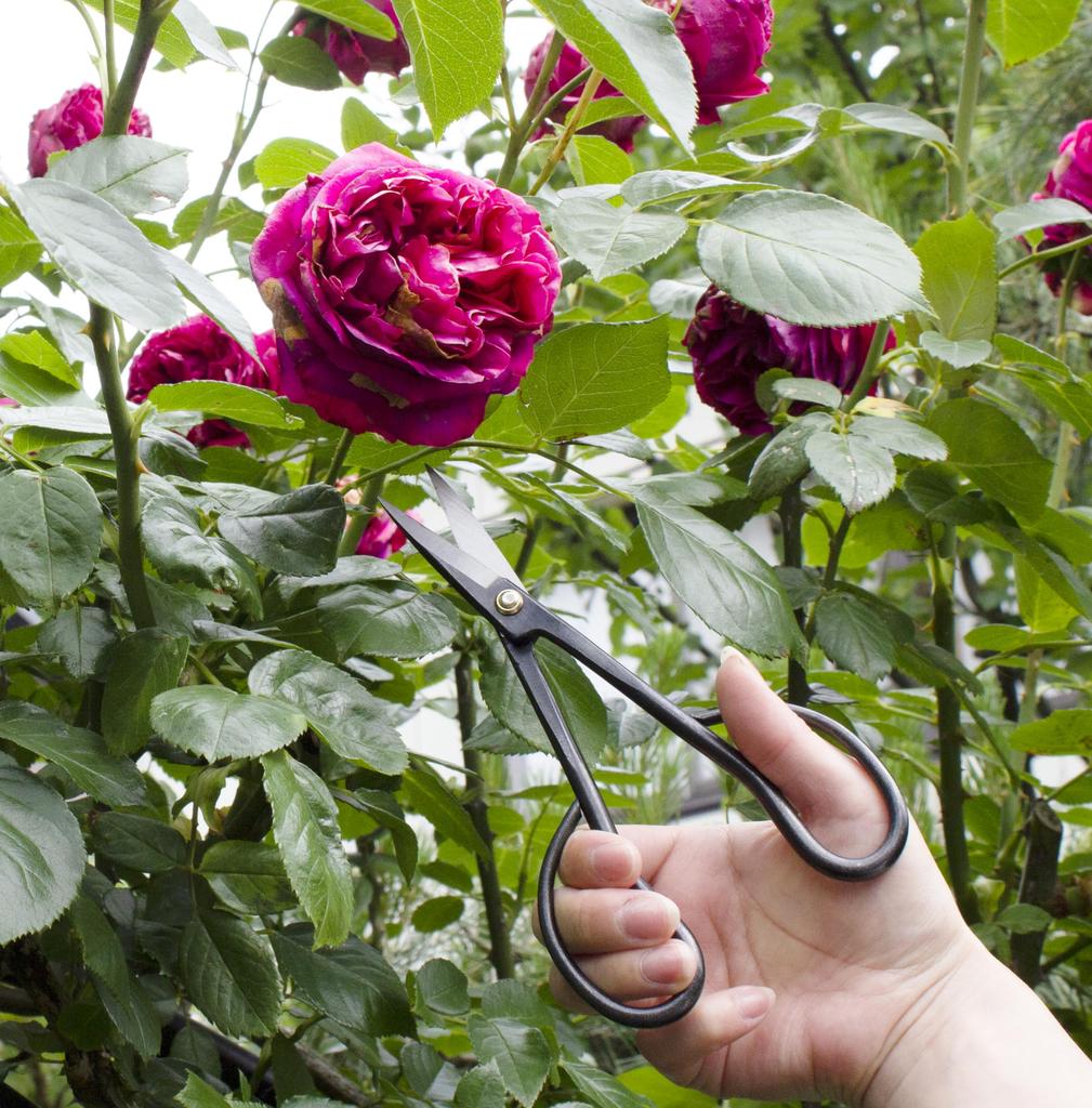 Gardening Made In Professional Pruning High Garden Twig Cutting For Crafts Scissors, Japan, Shears, Steel, Craftsman, Hardness, Sharpness, Bonsai,