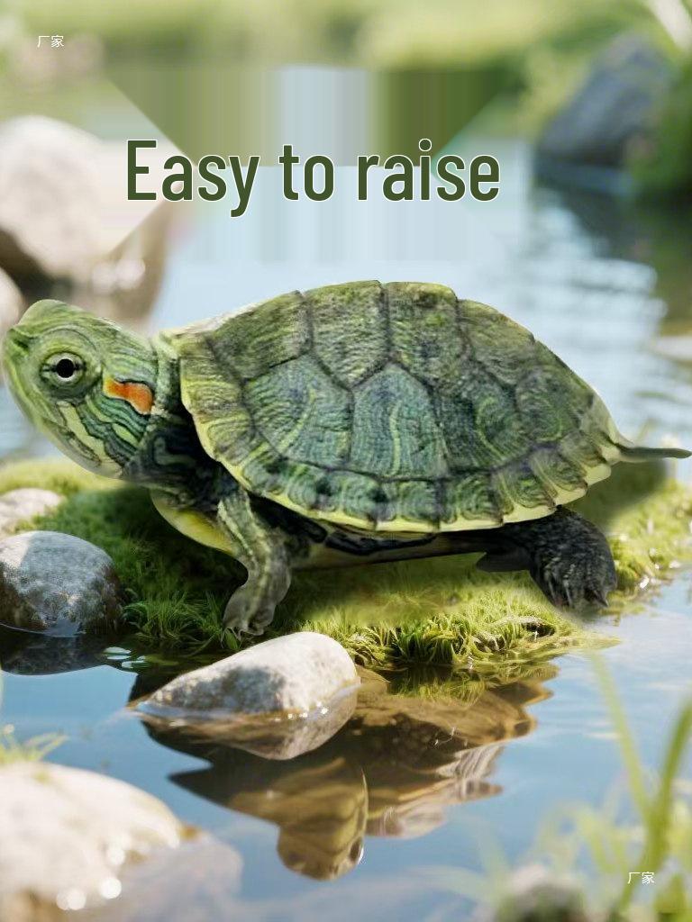Brazilian Golden-lined Pet Turtle - Internet Celebrity Live Outdoor Pond Turtle