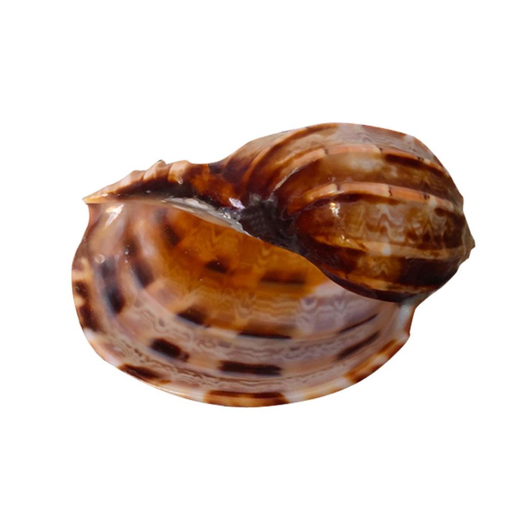 Natürliche Muschel 7-10 cm Große Muscheln Ideal für DIY-Bastelarbeiten Fisch für Aquariendekoration