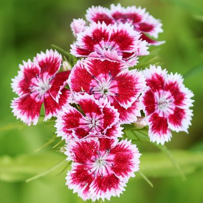 Garofano cinese mescola semi di fiori per il giardino, grandi rese