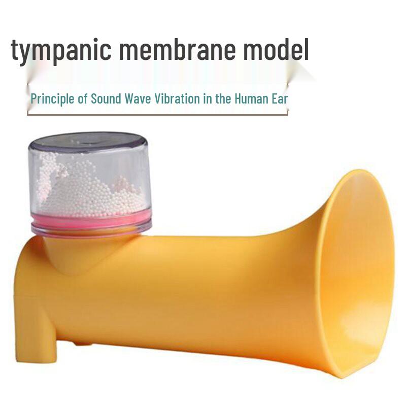 Kindergarten Science Play: Human Ear & Eardrum Sound Vibration Model