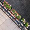 KADAX Balcony Box Flower Pot Planter Handles Saucer Balcony Railing