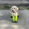 Wasserdichte Hundeschuhe Hundeschutzschuhe mit Hosenträgern Rutschfest Reflektierend Hunde Haustierkleidung für kleine Hunde Männlich Designer-Look