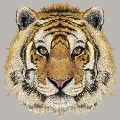 Thermal Stickers Iron On Clothes Tiger Head Thermal Press Vinyl Hoodies Tops Diy A-Level Washable Appliques On Clothes