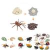 Insect Life Stage Model Pvc Educational Toy For Science Students And Nature Lovers