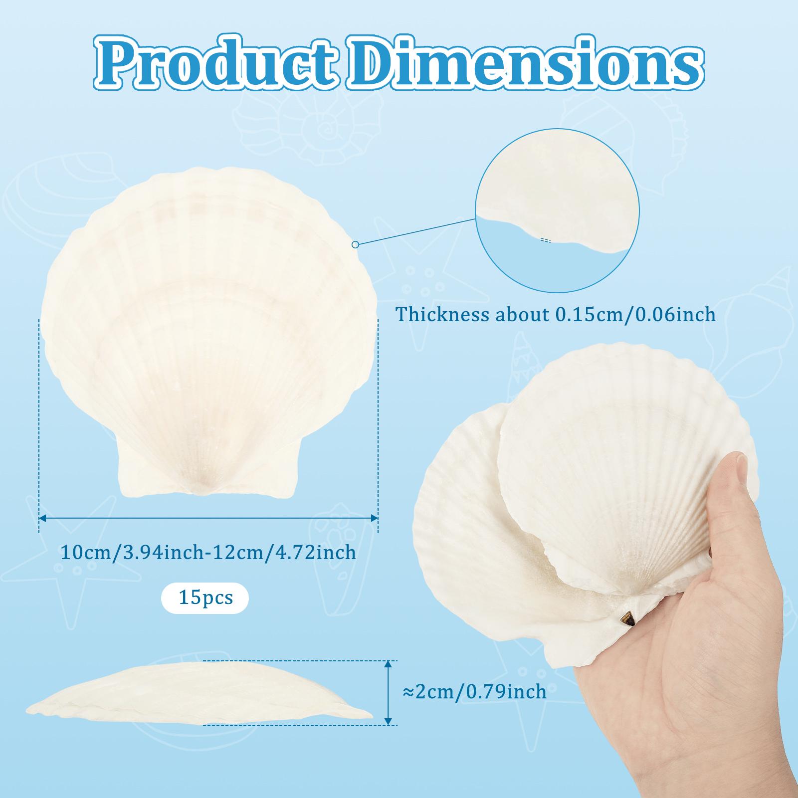 15 шт. Ракушки гребешка Поделки Большие Пляжные Натуральные Ракушки гребешка для Выпечки Поделки из ракушек DIY Роспись Пляжные Свадебные Украшения