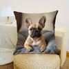 1pc Pillowcase, Cute French Bulldog Realistic Style Pillow Cover