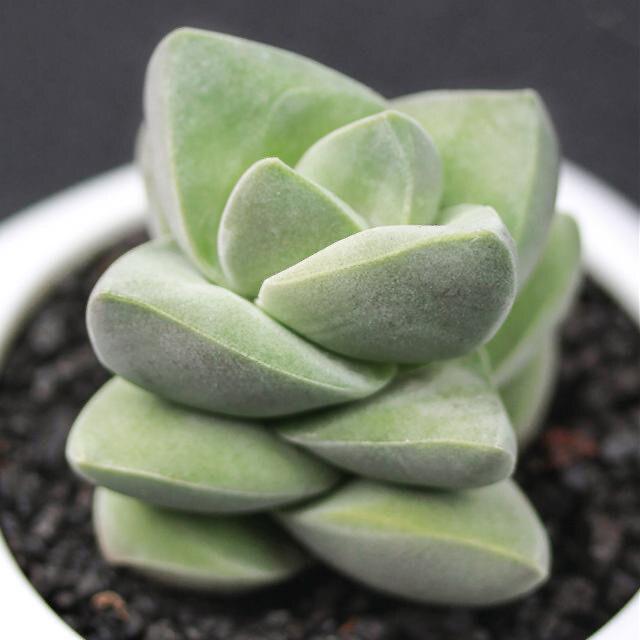 Jizhichuan Succulent Plant Set: Beginner-Friendly Indoor Greenery for Office or Home