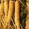 Set Regalo Ginseng Fresco 5 Anni 750g (circa. 8-10 Radici) 1 pezzo 750g