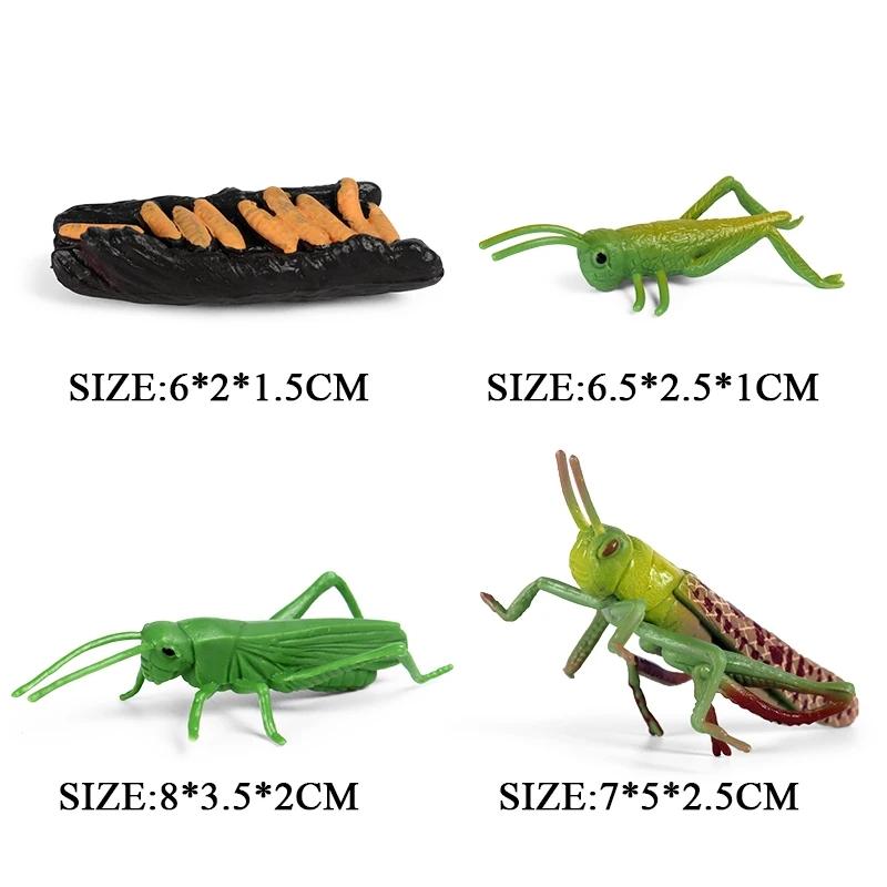 Oenux Simulation Luna Moth Salmon Butterfly Ants Life Growth Cycle Animals Model Action Figures Educational Miniature Kids Toy