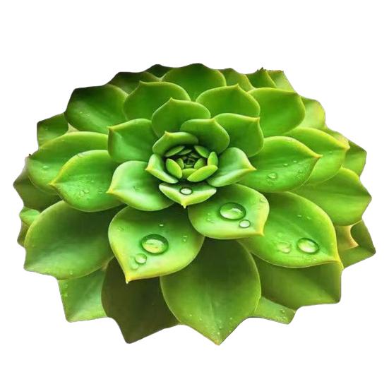 

Yousheng 80/100CM 3D Succulents Area Rug Non-slip Absorbent Quick Dry Plush Floor Mat Living Room Bedroom Bathroom Kitchen Decoration Carpet 80cm D