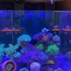 Acrylic Coral Frag Rack for Aquarium Strong Suction Cup Holds Up To 1 or 3 Plugs