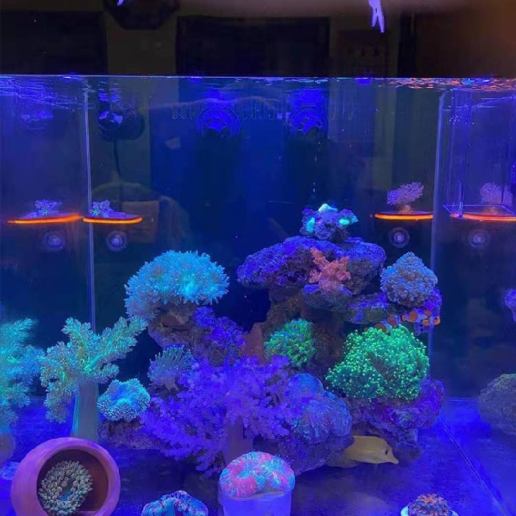 Acrylic Coral Frag Rack for Aquarium Strong Suction Cup Holds Up To 1 or 3 Plugs