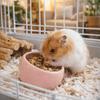 Voor dieren – Knaagdieren