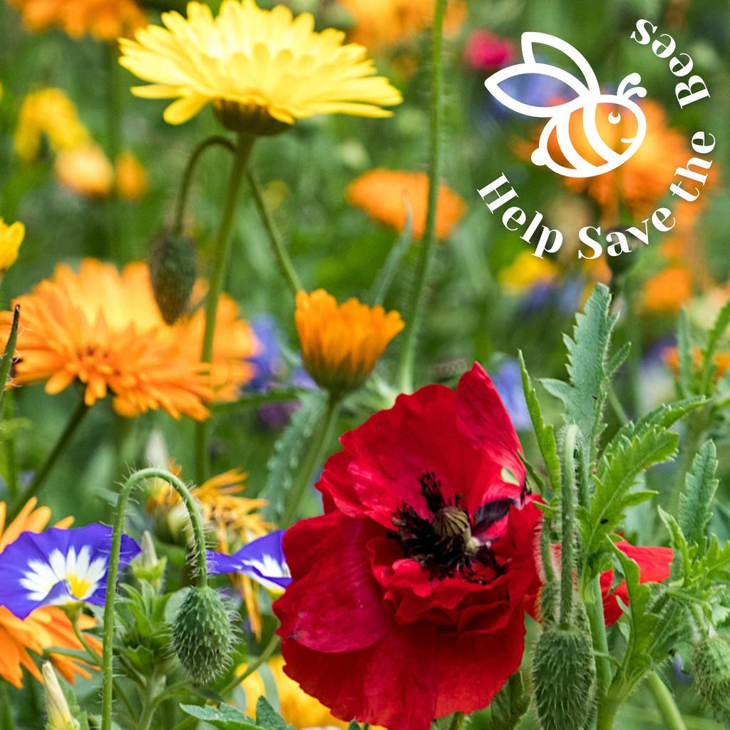 Help Save the Bees Seeds Set / 20 Set Nectar-rich Plants / Bee-friendly Set / Flowers / Pollen / 100g