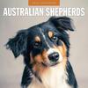 Red Robin 2026 Australian Shepherds Monthly Wall Calendar | 12" X 24" Open | Premium Thick & Sturdy Paper | Hangable 12 Month Calendar | Lined Notes