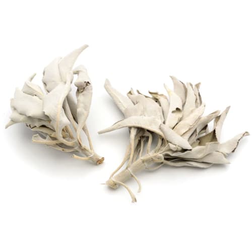 White Sage Cluster with Branches, 10g, Selected Premium Leaf, Pesticide-Free, California-Grown, Aroma White Sage