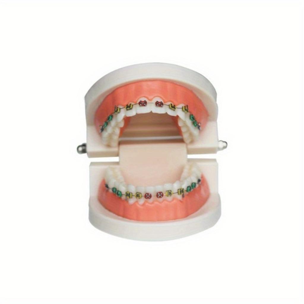 1 Stück Zahnärztliche Kieferorthopädische Behandlung Zähne Modell Mit Bracket Bogendraht Bukkalröhrchen Ligaturdrähte Zahnarzt Labor Zahnmodell Lehrmittel