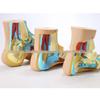 Foot Arch Anatomical Teaching Model for Normal, Flat, and High-Arched Feet