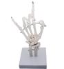 Monolife Hand Joint Model, Hand Skeleton Model, Educational Model, Right Hand, Wrist, Articulated Type