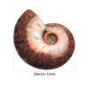 Unique Madagascar Stone Gifts Mascot Iridescent Ammonite Specimen Natural