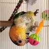 Rattle Double-head Bite Resistant Interactive Bird Toys Parrot Chew Bell Chewing Ball