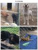 Rust-Proof Galvanized Steel Wire Mesh Fence for Poultry, Dogs, Cattle, and Sheep