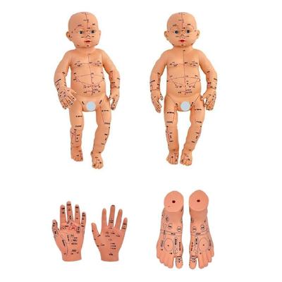 Infant Massage Practice Model With Acupoints Points Realistic Baby Anatomy Model For Massage Training And Home Care