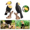 Realistic Toucan Figure Observation Display Static Model Statue Bird Figurine Playhouses Layout Kids Basket Stuffings