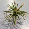 Silk Garden Paty Desktop For Table Home Chlorophytum Branch Fake Plants Potted Artificial Plants