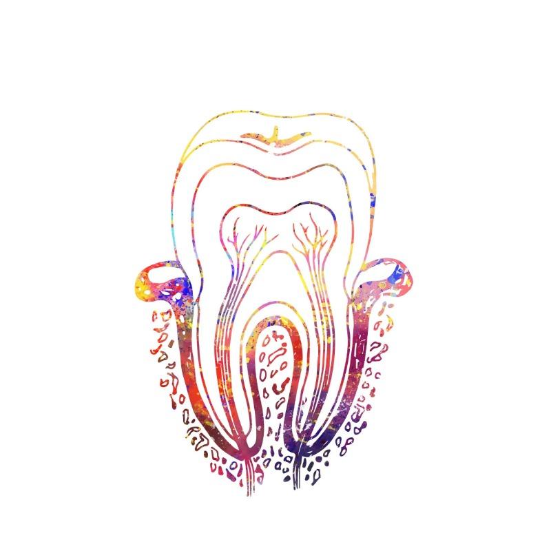 Watercolor Teeth Implant Canvas Painting Tooth Fairy Dental Art Poster Dentist Anatomy Print Wall Pictures Hospital Clinic Decor