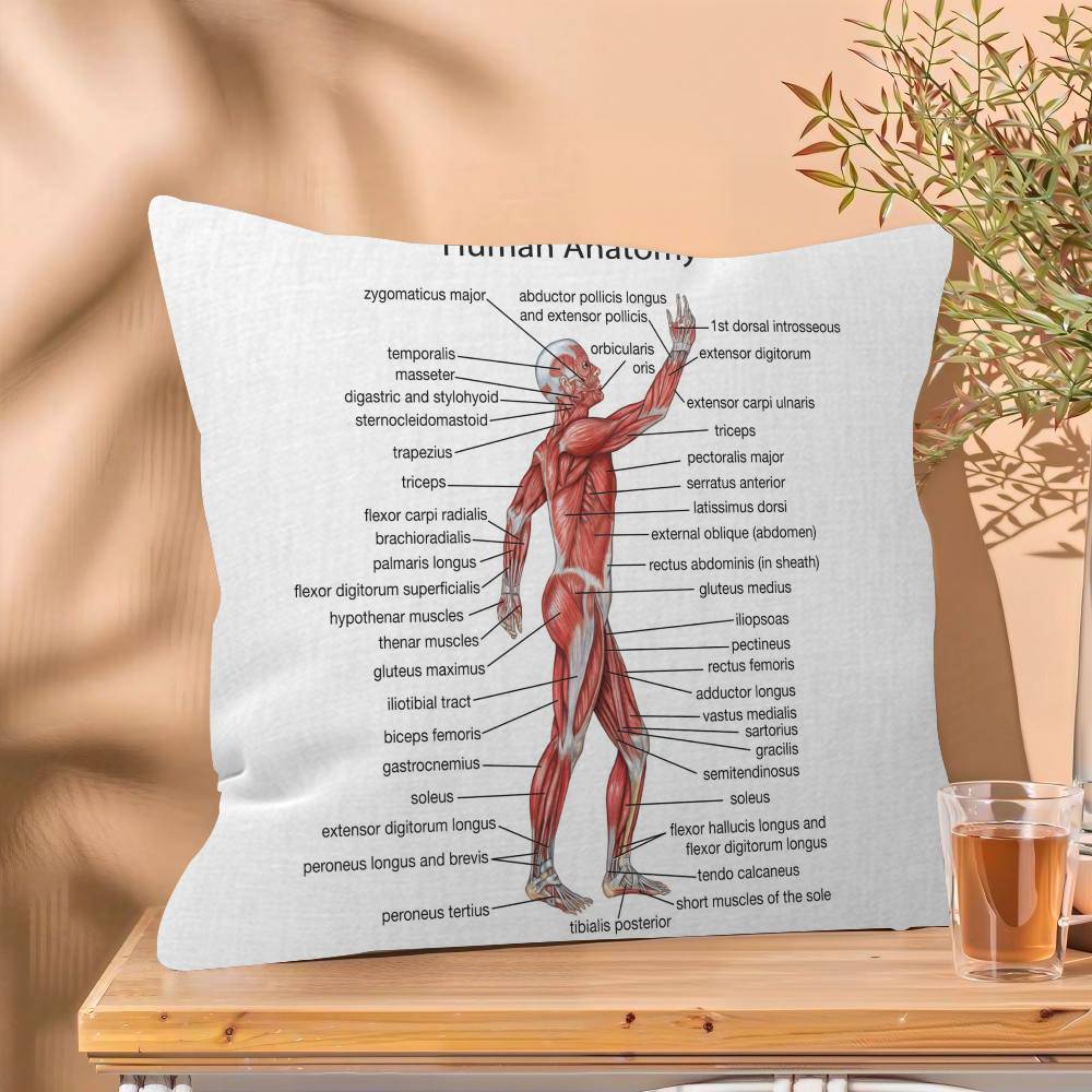 Muscle System Human Anatomy Diagram Medical Cushion Cover x Polyester Sofa Cushions Decorative Throw Pillows