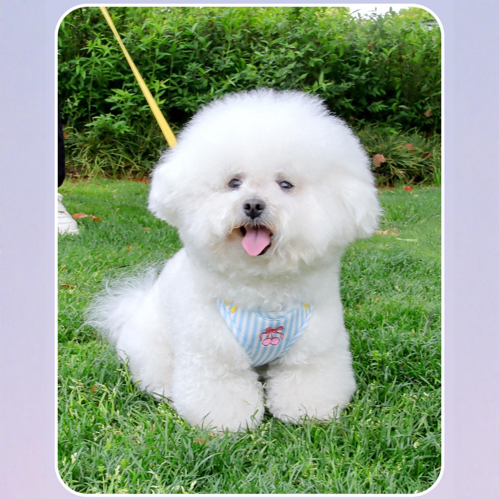 

SlowTon No Pull Dog with Leash - Soft Lightweight Floral Pattern Puppy XS синий