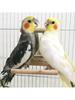 Bird Mirror Wooden Hanging Swing Interactive Play Toys for Parrot Budgies Parakeet Cockatiel Conure Lovebird Cage Accessories