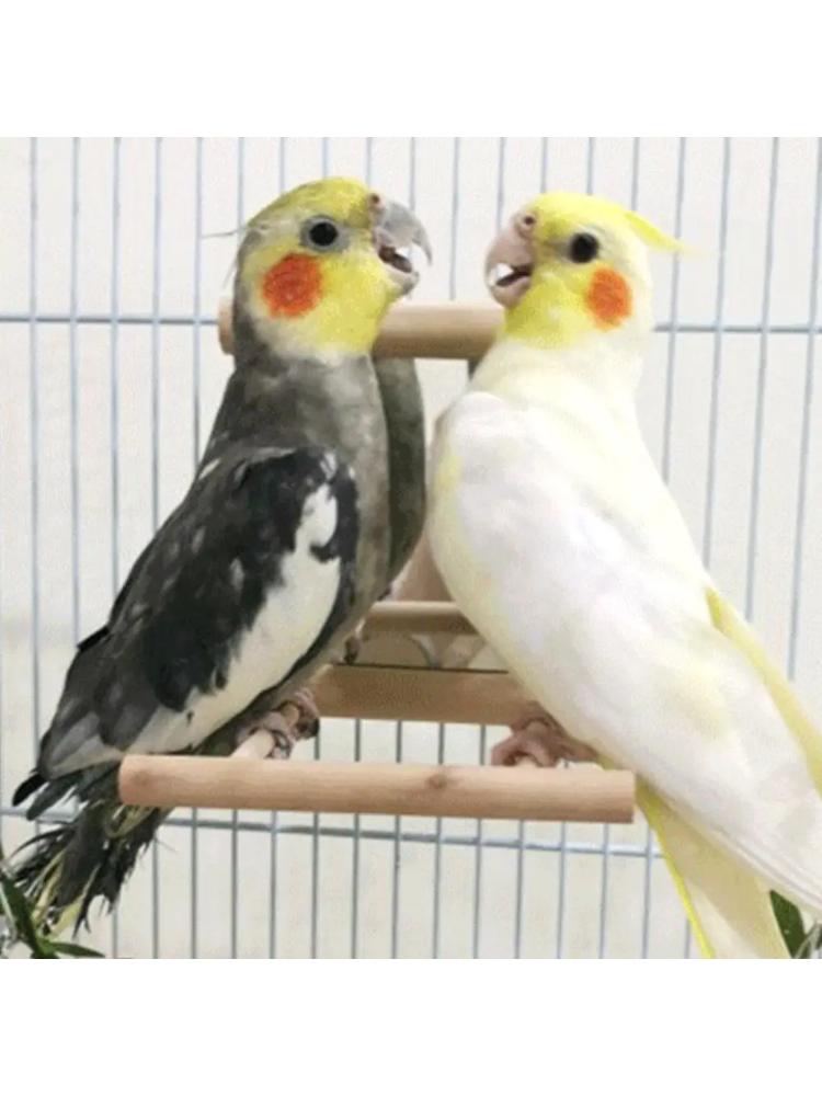 Bird Mirror Wooden Hanging Swing Interactive Play Toys for Parrot Budgies Parakeet Cockatiel Conure Lovebird Cage Accessories