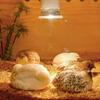 25/50/75W Heat Lamp UVA UVB Reptile Constant Temperature Lamp Full Spectrum Sunlamp Basking Pet Light Coop Chick Pet Turtle Lamp
