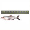 Dark Gray Theme 100cm EVA Foam Fish Measure Ruler Adhesive Tape for Fishing Boat Kayak Cooler Box Angling Ruler Tool Accessory 7