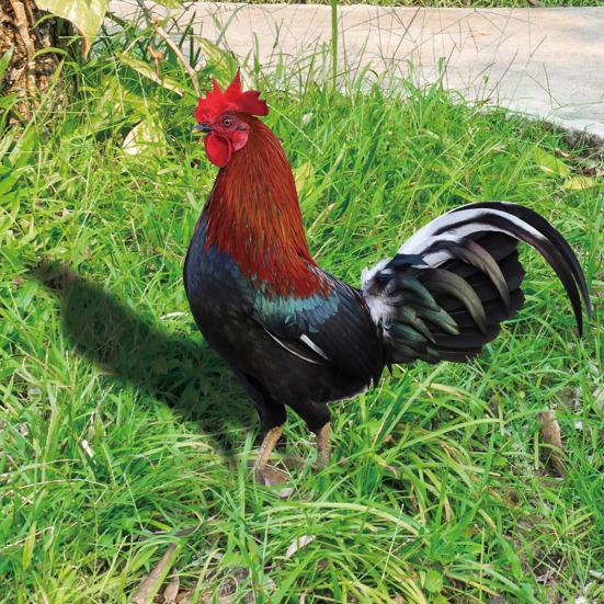 Dekoracja Kogut Realistyczna Życiowa Ozdobna Dwustronny Druk Akrylowy Statua Ogrodowa Kura na Podwórko