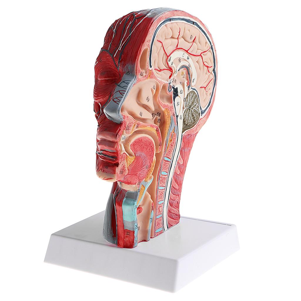 1:1 Human Half Head & Neck W/Vessel Nerve Anatomy Model