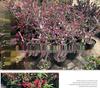 Chojukan Japanese Weeping Crabapple Bonsai Sapling for Courtyard Planting
