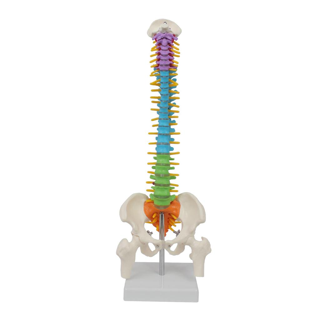 Bendable Medium-Sized Anatomical Model of Human Spine, Occipital, Pelvis, and Femur for Teaching Aids