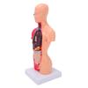 Human Body Anatomy Model 15 Removable Parts 11.02 Inch Human Torso Anatomical Model for School Medical Education Display