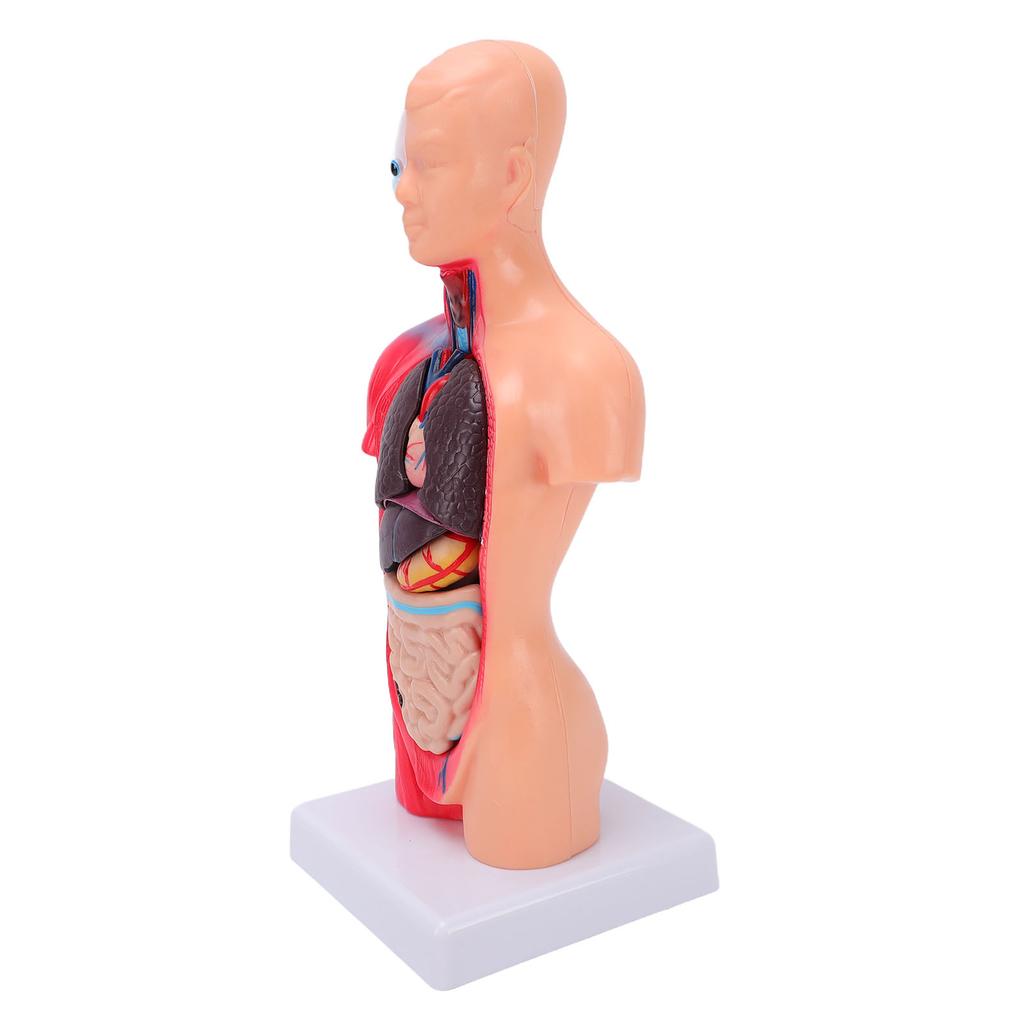 Human Body Anatomy Model 15 Removable Parts 11.02 Inch Human Torso Anatomical Model for School Medical Education Display